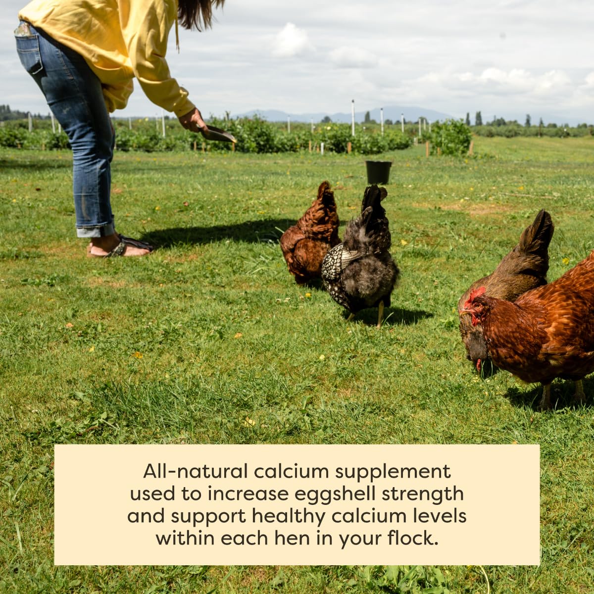 Scratch and Peck Limestone Supplement for Chickens and Ducks - High in Calcium, Made from Pure and Sustainably Sourced Limestone - 8 lbs Bag