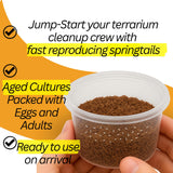 Bioactive Combo | 25 Powder Orange Isopods | 8oz Coco Temperate Springtails | Live Arrival Nationwide!