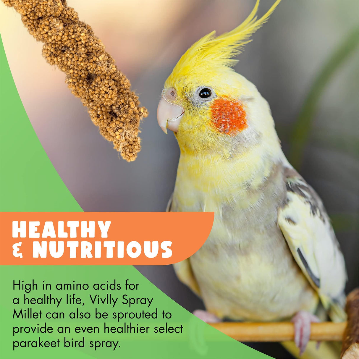 Vivlly 5LBS GMO-Free Sun Dried Spray Millet - Original Bird Treat Millet for Parakeets, Cockatiels, Finches & More - Non-GMO, High in Amino Acids, Easy Storage, Tasty & Healthy Bird Snacks (5 lbs)