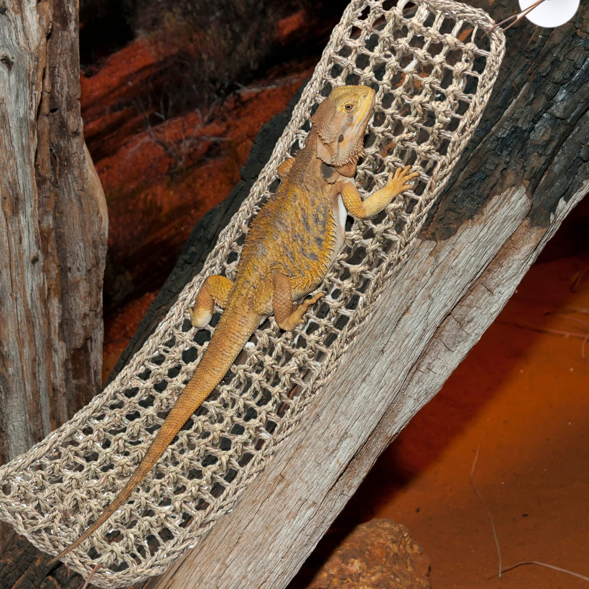 Silkfly 2 Pieces Bearded Dragon Hammock Lizard Reptile Climbing Lounger Seagrass Fiber Habitat Tank Accessories Jungle Toys for Hermit Crab Gecko Snake Iguana Amphibian