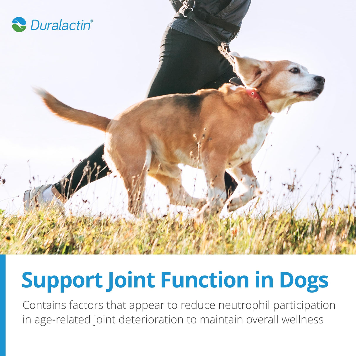PRN Pharmacal Duralactin Canine Chewable Tablets - Joint Health Supplement for Dogs & Puppies Supports Mobility & Wellness - Tablets Containing Dried Milk Protein - Vanilla Flavor - 60 Canine Chews