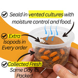 Bioactive Combo | 25 Powder Orange Isopods | 8oz Coco Temperate Springtails | Live Arrival Nationwide!