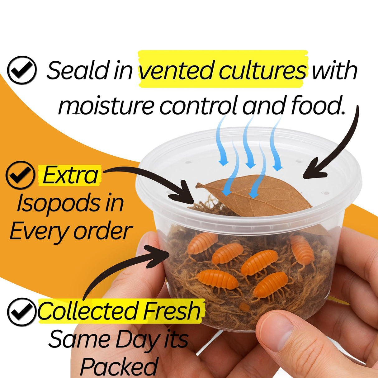 10 Mega Mix Isopods | 8oz Coco Temperate Springtails | Live Arrival Nationwide!