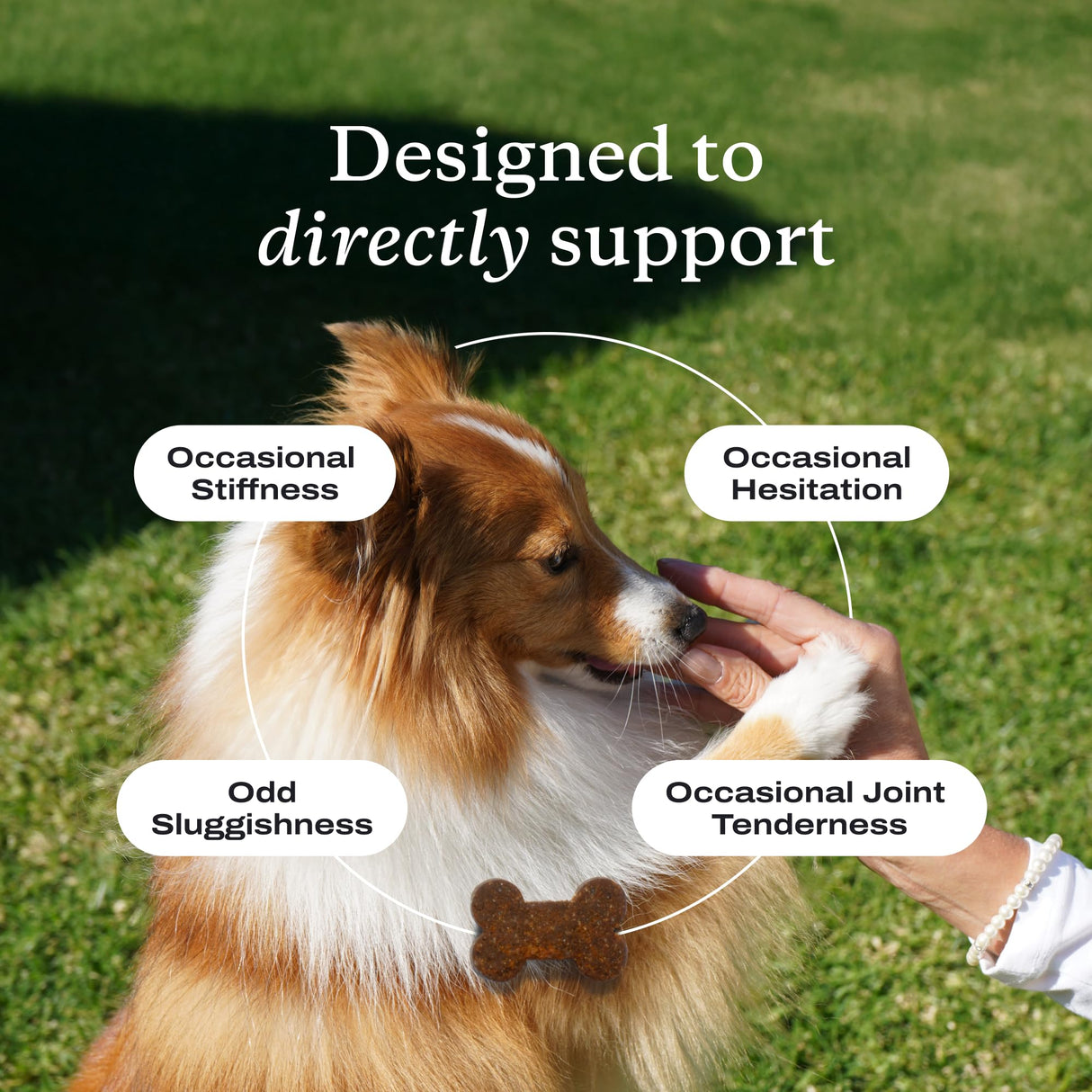 PetLab Co. Joint Care Chews - High Levels of Glucosamine for Dogs, Green Lipped Mussels, and Omega 3 - Dog Hip and Joint Supplement to Actively Support Mobility - Packaging May Vary - Salmon