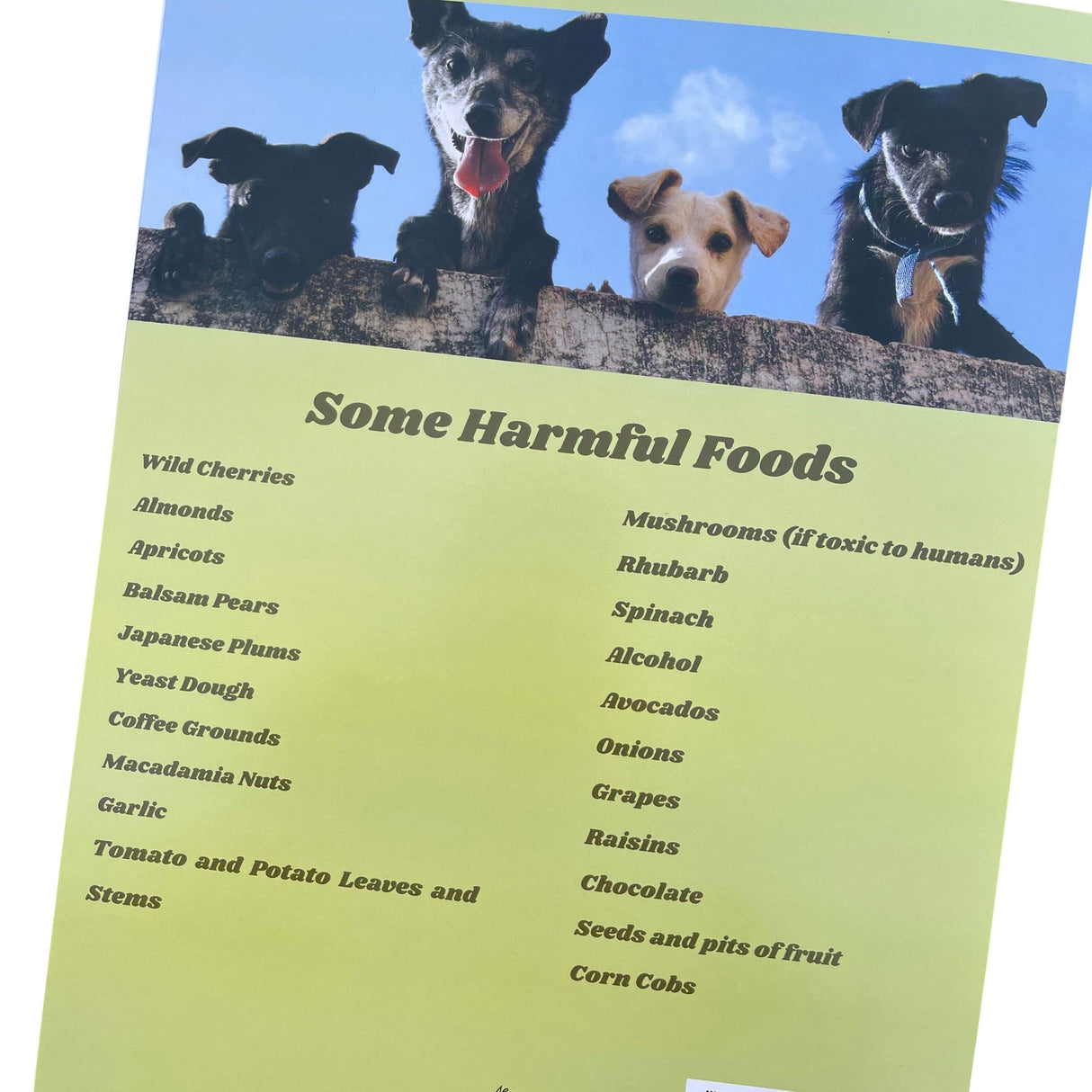 Groomers Margins Puppy Information Folders (10 Pack) - New Puppy Essentials and Dog Health Supplies for Breeders, Veterinarians, and Shelters - A Dog Owner Must Have