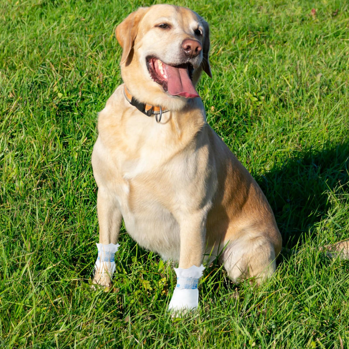 ziyue 40Pcs Disposable Dog Booties for Paw Protection Dog Feet Covers Pet Shoes for Dogs Paw Wound Recovery Protectors with 2 Roll Dogs Paw Bandage for Medium Large Breeds(Blue, 40 Pack)