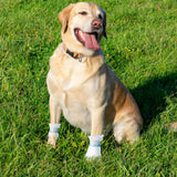 ziyue 40Pcs Disposable Dog Booties for Paw Protection Dog Feet Covers Pet Shoes for Dogs Paw Wound Recovery Protectors with 2 Roll Dogs Paw Bandage for Medium Large Breeds(Blue, 40 Pack)