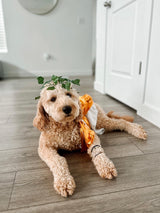 Midlee Toga Dog Halloween Costume (XXX-Large)