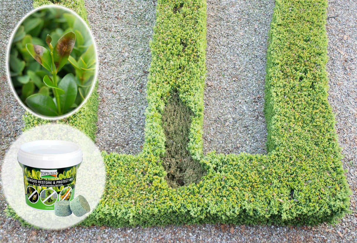 TOPBUXUS Boxwood Restore & Protect Mix 40 Tablets for 4,000ft2