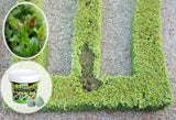 TOPBUXUS Boxwood Restore & Protect Mix 40 Tablets for 4,000ft2