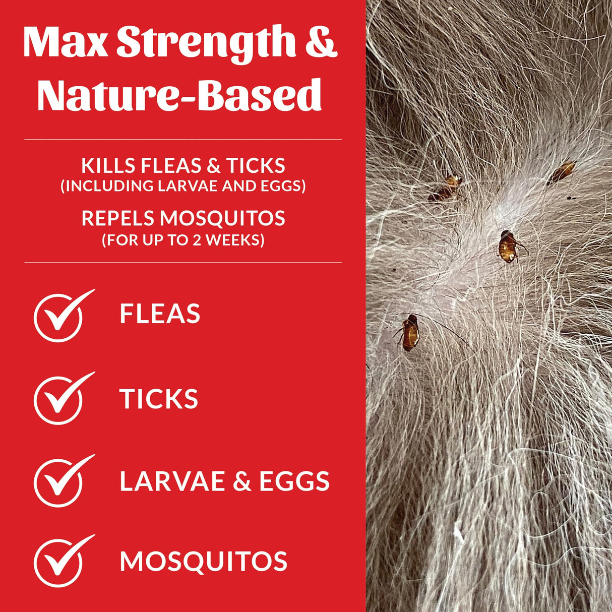 Skout's Honor Flea and Tick Shampoo for Dogs - Natural Peppermint & Cedarwood Formula, Helps to Protect from and Against Fleas, Ticks, and Mosquitos, 16 oz