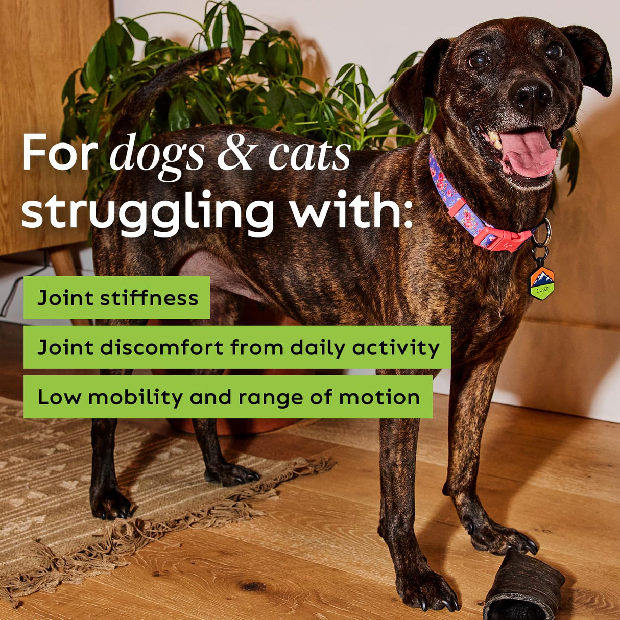 Super Snouts Joint Power – 60 Soft Chews – Joint Supplement for Dogs and Cats with Green Lipped Mussel Helps Ease Discomfort & Stiffness– Made in The USA