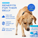 Native Pet Probiotics for Dogs - Dog Probiotics Powder for Digestive Health, Gut Support, & Immune Boost – Vet-Formulated Powder for Maximum Potency with Digestive Enzymes & Prebiotics - 120 Scoops