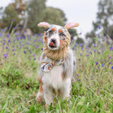 Zoo Snoods Jack Rabbit Costume - Knit Dog Snood Ear Wrap for Pets, Warm Neck Cover for Halloween and Winter (Small)