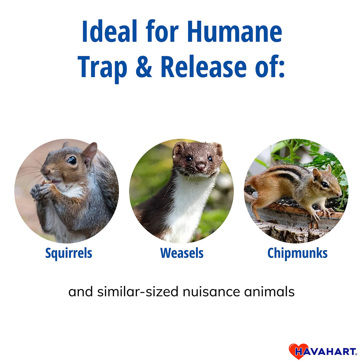 Havahart 1026 Small 1-Door Humane Live Catch and Release Animal Trap for Squirrels, Weasels, Chipmunks, and Small Animals