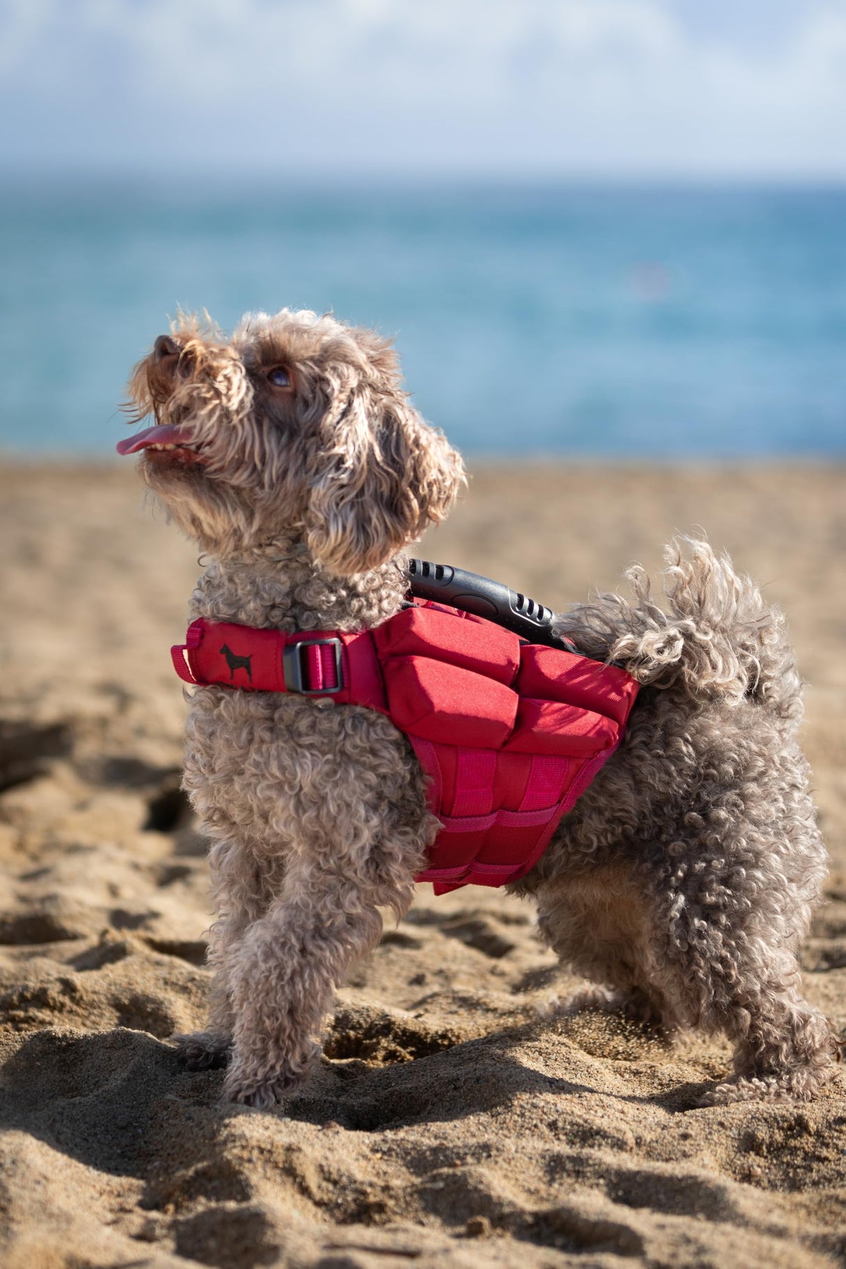 NOAH & PAW Dog Life Jacket, Human Standards Lifejacket Design, Dog Life Vest for Swimming and Boating, 3X Foam Support for Max Floating, Breathable Mesh, Salvavidas para Perros, Size XS