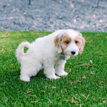 Load image into Gallery viewer, My Pet Peed 32 oz Spray (2 Pack) Pet Stain &amp; Complete Odor Eliminator
