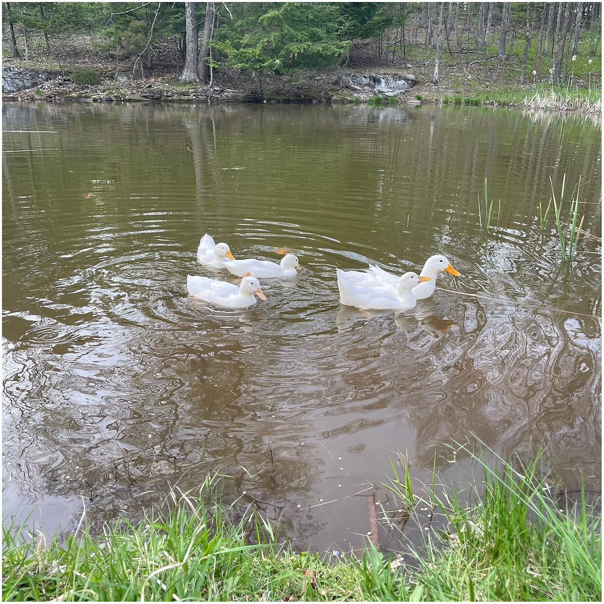 Waterfowl Feed Open Water Diet 40 lb | for Feeding Ducks Geese Swans | Floating Pellets with Niacin for Ducks