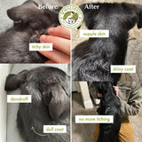 Wholistic Pet Organics Wild Alaskan Salmon Oil for Dogs - 100 Soft Gels - Rich Omega 3 Fish Oil with EPA & DHA for Skin, Coat, Joint, and Heart Health - Natural Dog Skin & Coat Care