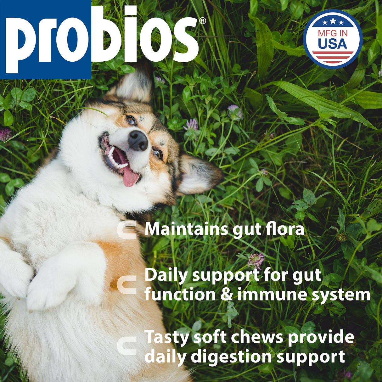 Probios for Dogs Soft Chews, Probiotics for Dogs, Daily Supplement for Gut Health, Digestion & Immune Support, Small Breeds, 4.23oz