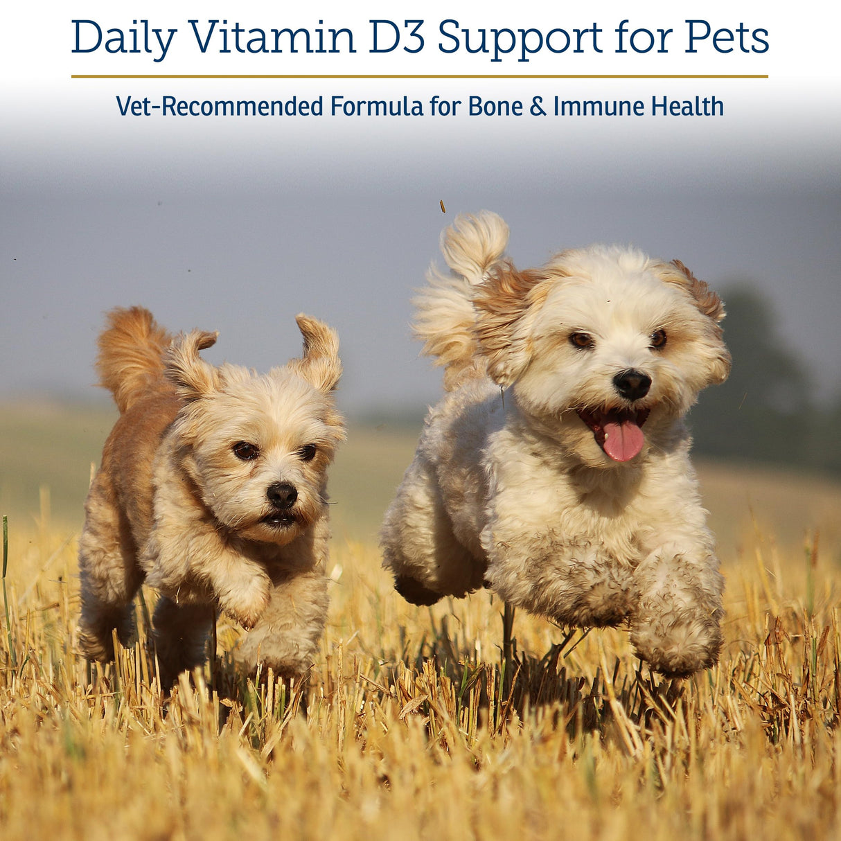 Rx Vitamins Rx D3 - Cat & Dog Vitamins Liquid D3 Drops in MCT Oil - Vitamin D for Dogs & Cats to Manage Deficiency - Aids in Dog Immune Support and Calcium Absorption - Pet Vitamin D3-2oz