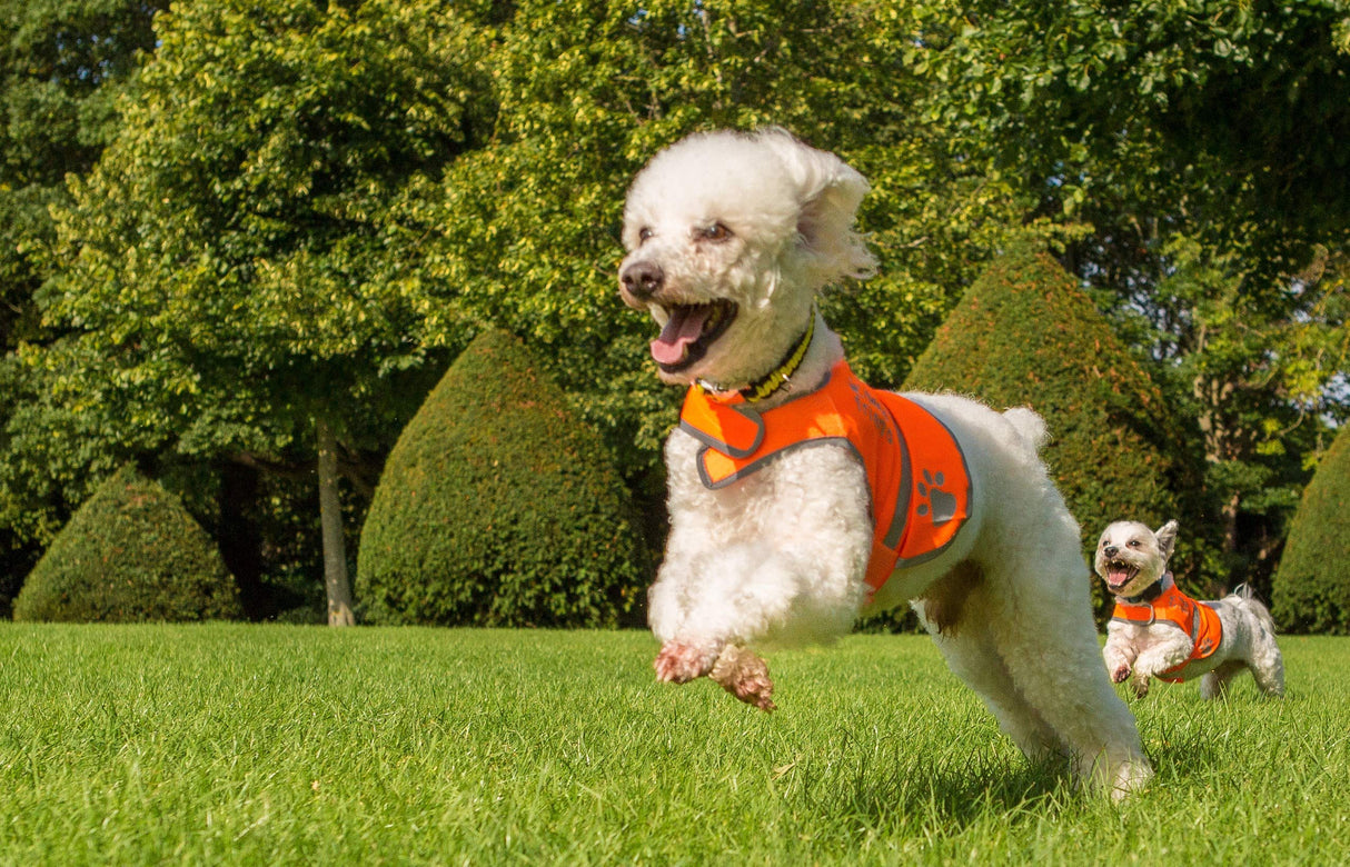 4LegsFriend Reflective Dog Vest. Hi-Visibility, Blaze Orange Oxford 300D Waterproof Dog Vest Helps Protect Your Best Friend. Safeguard Your PUP from Motorists & Hunting Accidents, On or Off Leash