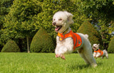 4LegsFriend Reflective Dog Vest. Hi-Visibility, Blaze Orange Oxford 300D Waterproof Dog Vest Helps Protect Your Best Friend. Safeguard Your PUP from Motorists & Hunting Accidents, On or Off Leash