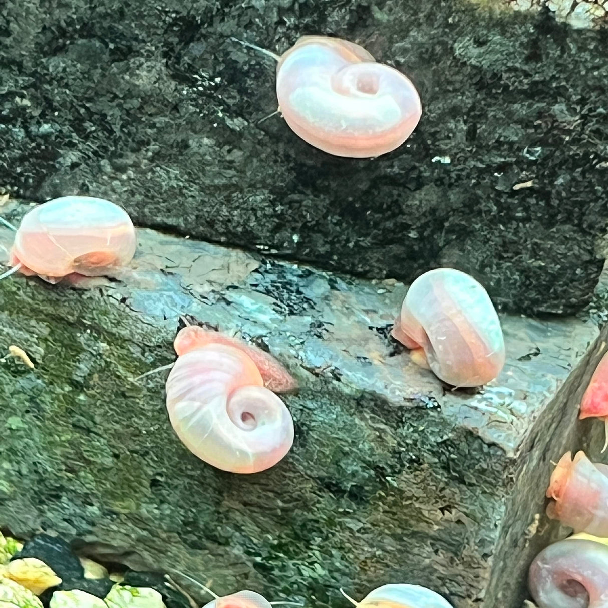 10 Live Ramshorn Snails by Dylfinds for Freshwater Aquarium/Pond Colony Start Clean-up Crew Planorbella Duryi (Variety Mix)