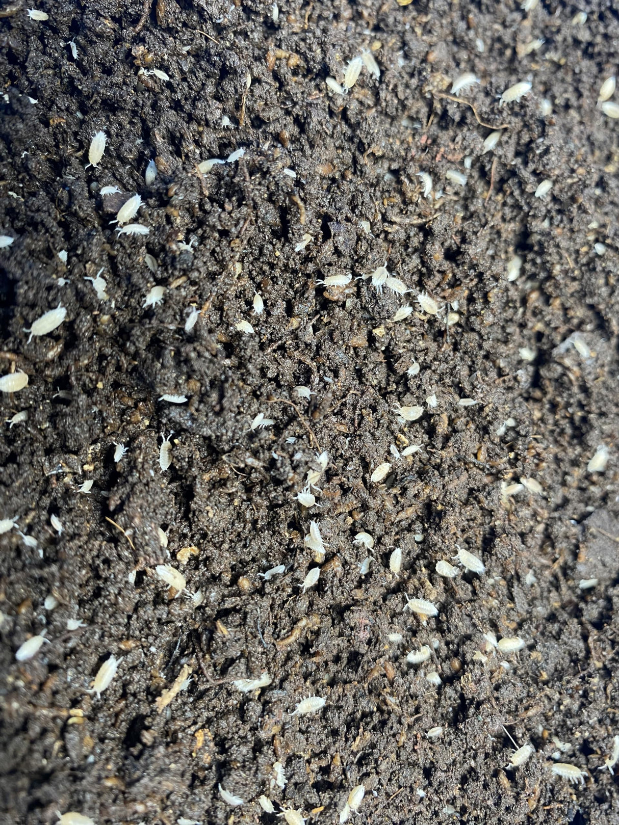 Pocket Pets Springtail Eggs and Dwarf White Isopods in Living Bioactive Soil Clean Up Crew Bundle Reptile and Amphibian Food Order only if Your 5 Day Forecast Temps are Between 20 and 95