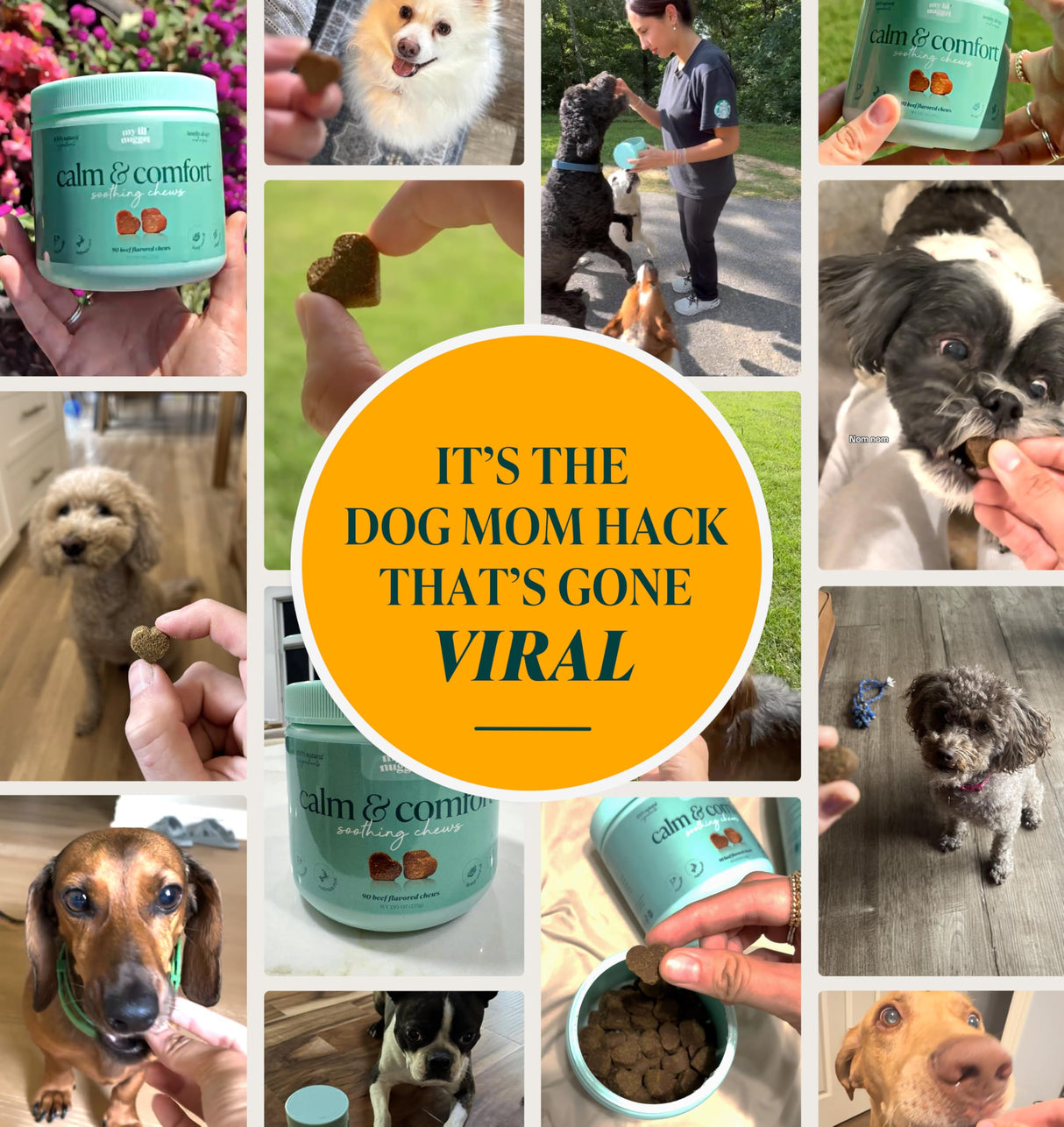 My Lil' Nugget – Vet-Approved Calming Chews for Dogs | All-Natural Calm Treat for Noise, Travel & Home Alone | Chamomile & Melatonin | All-Ages - Senior Dog to Puppy | 90 Beef‑Flavor Soft Chews