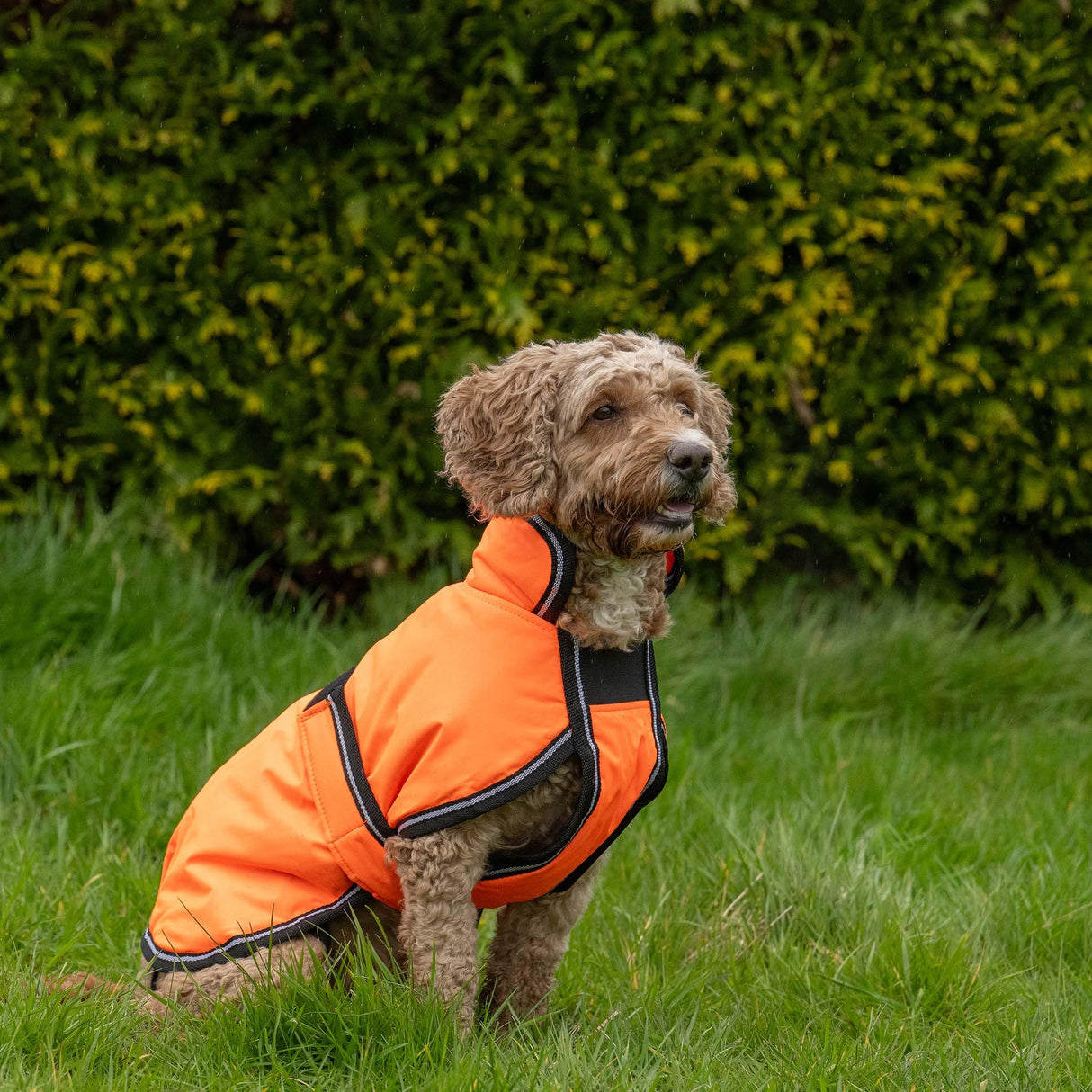 WeatherBeeta ComFiTec Reflective Parka 300D Deluxe Dog Coat, Orange, 14"