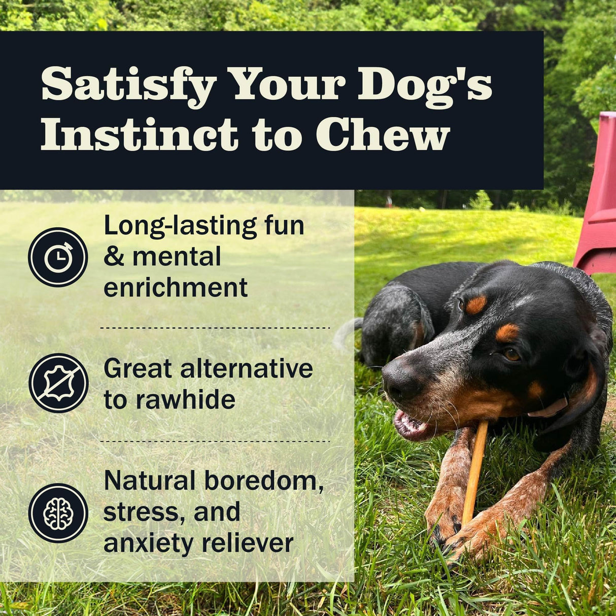 Redbarn Pet Products All Natural 5"-8" Bully Sticks for Small & Large Dogs - Healthy Long Lasting Chews Variety Party Pack - 100% Beef Single Ingredient Low Odor Rawhide Free Dental Treats - 8 oz Bag