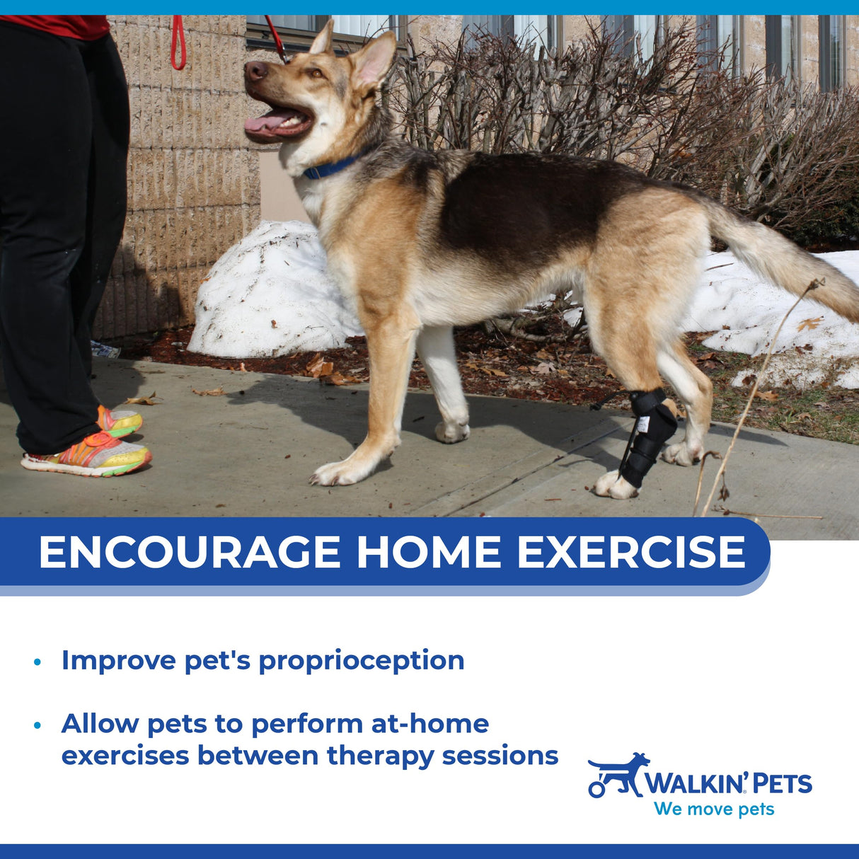 Walkin' Pets Rear No-Knuckling Training Socks for Dogs - 4-6 Inches, 30-60 lbs
