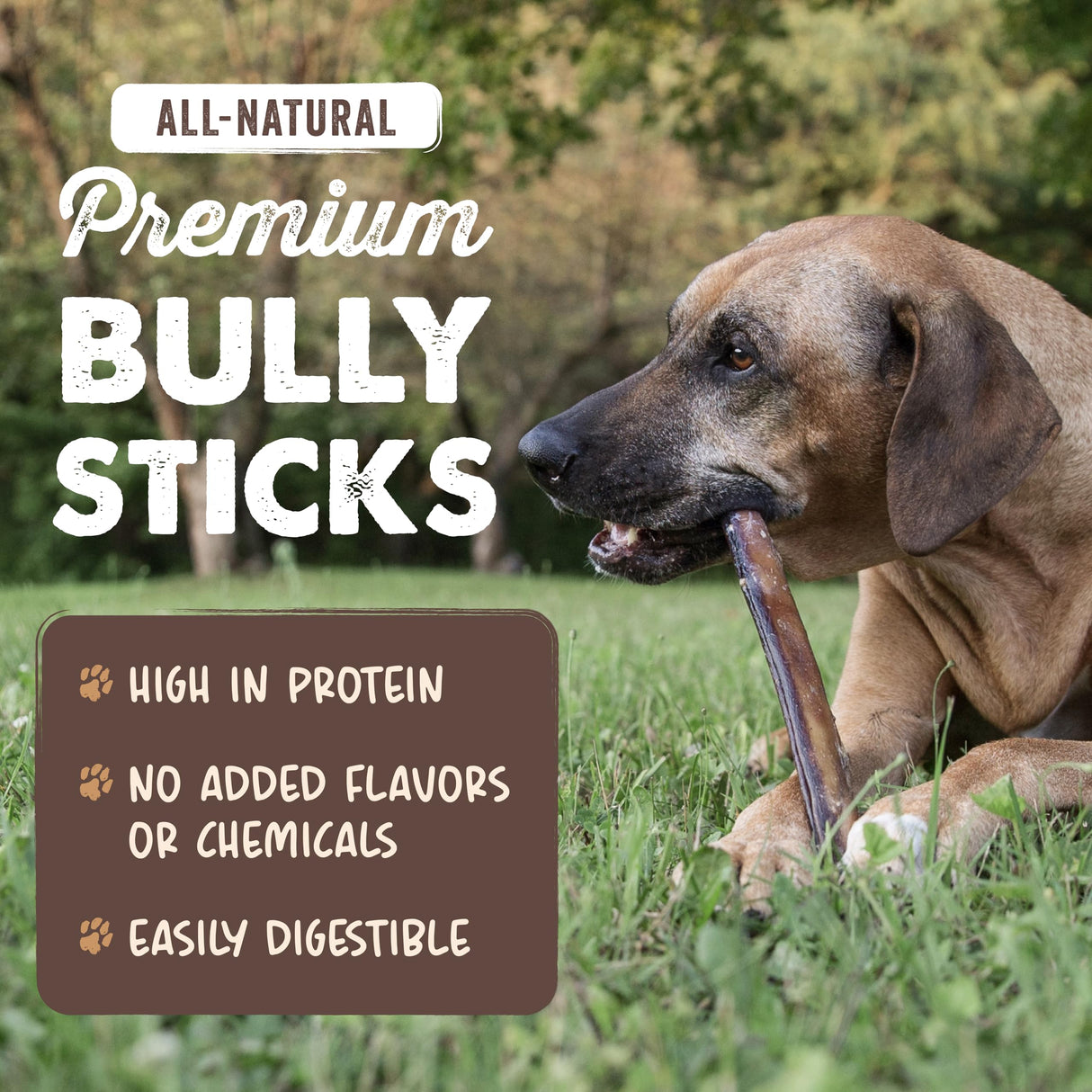 Mighty Paw Long Lasting 12" Bully Sticks for Dogs - All Natural Grass Fed Beef Chews. Lower Odor Dog Bully Sticks for Large Dogs, Medium and Small Breeds. Single Ingredient Treats