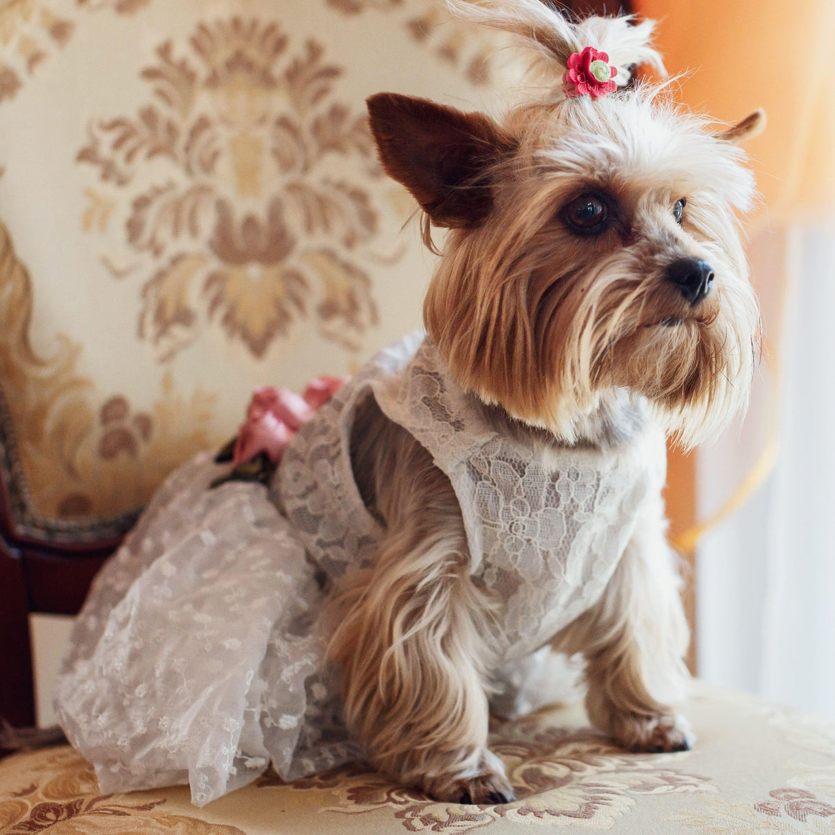Fitwarm Luxury Rose Lace Pet Dog Weddding Dress Bride Clothes Formal Apparel, XX-Small