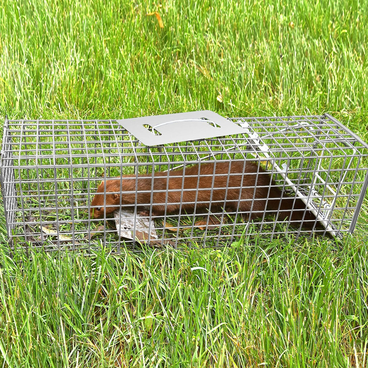 Qualirey 2 Pack 24'' Live Animal Trap Cage Cat Trap Cage Foldable Steel Humane Catch and Release Animal Trap for Groundhog Squirrel Raccoon Mole Gopher(Silver, 24.41 x 7.09 x 8.27 Inch)