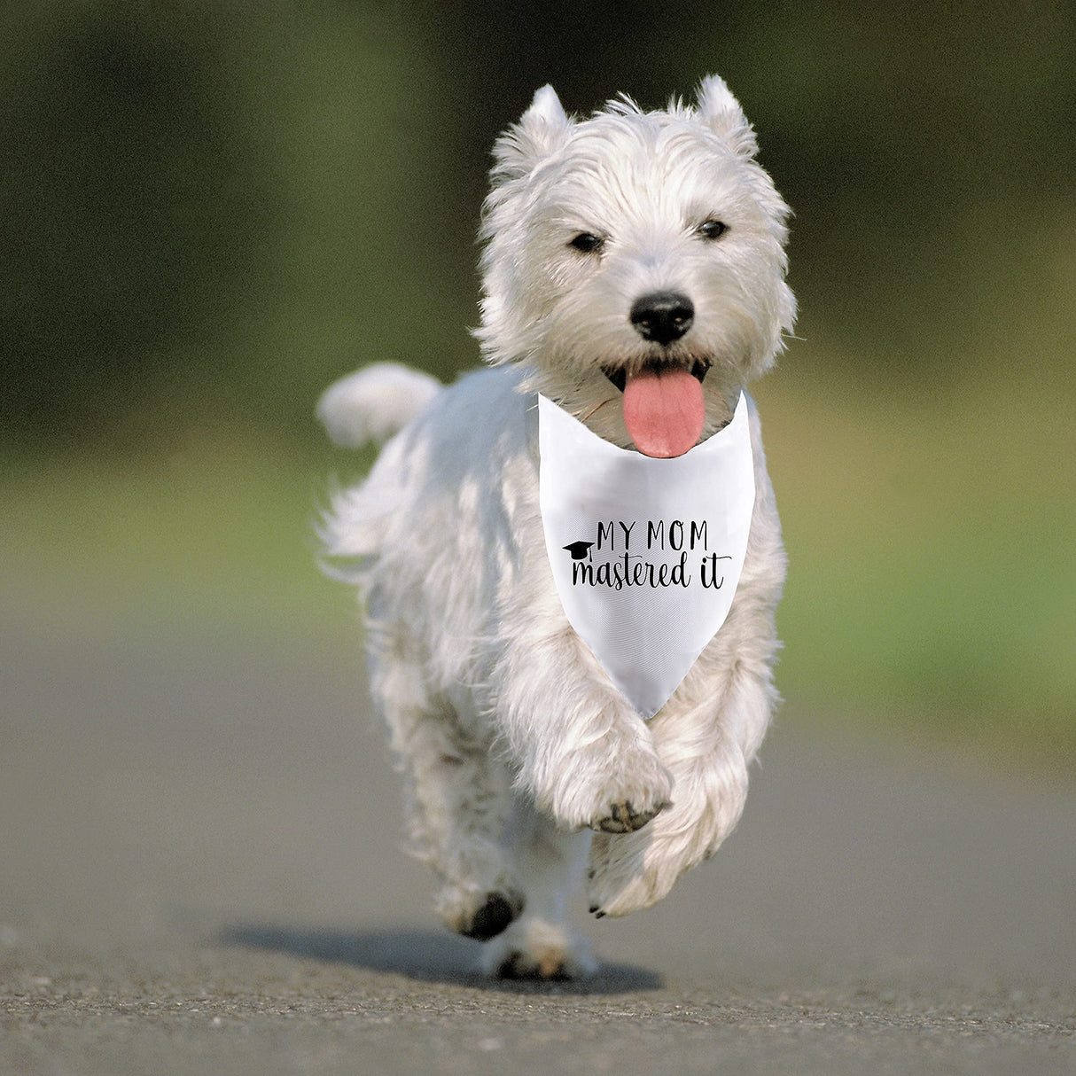 2 Pack My Mom Mastered It Dog Bandana Mom Graduation Announcement Gift (My Mom Mastered It DB)