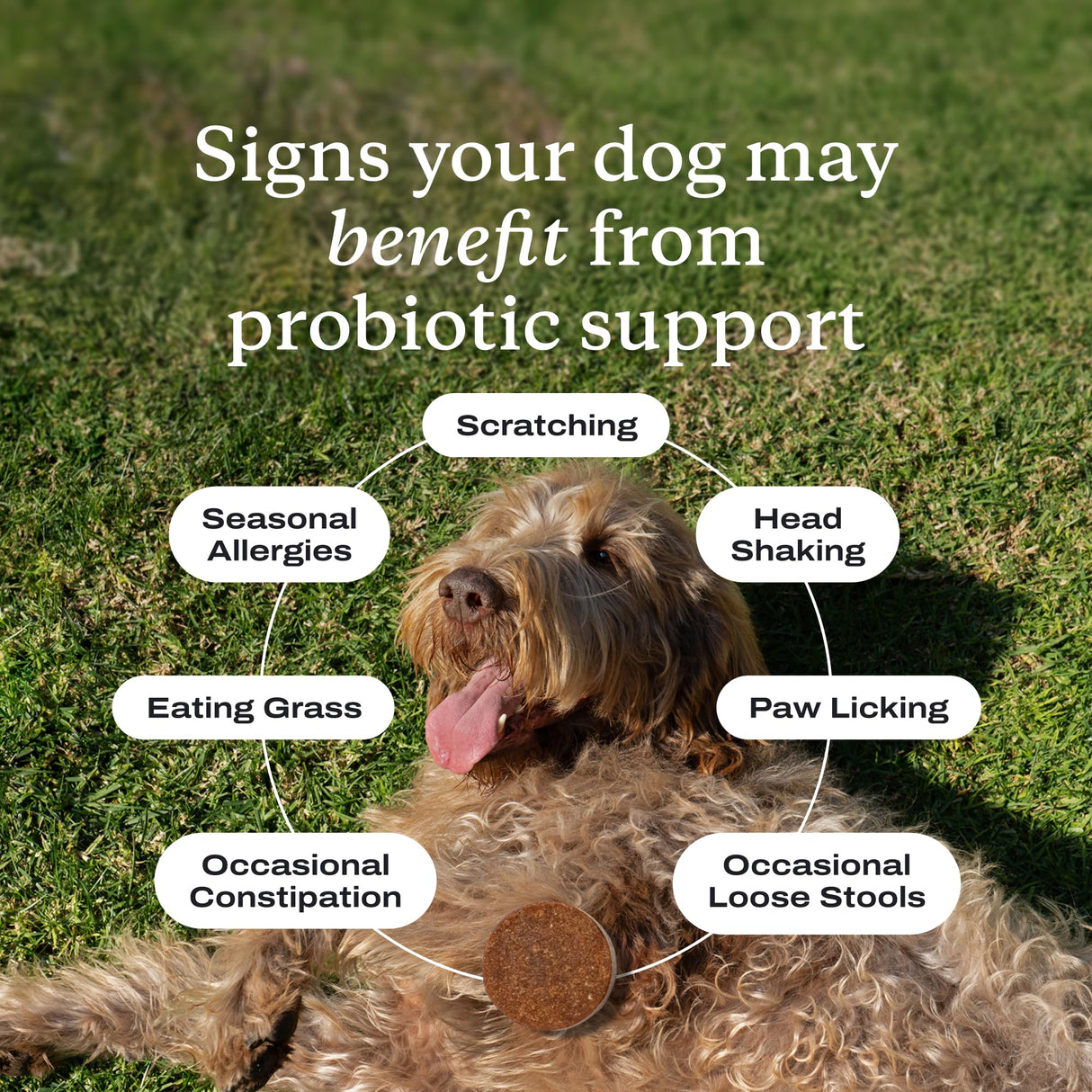 PetLab Co. Probiotics for Dogs - Support Gut Health, Occasional Diarrhea, Digestive Health, Paw Licking & Seasonal Allergies, Pork Flavor, 30 Soft Chews, Formulated for Small Dogs, Packaging May Vary