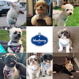 Blueberry Pet Soft & Comfy Made Well Elegant Floral No Pull Mesh Dog Harness Vest in Sleek Black, Chest Girth 17.5"-21", Small, Adjustable Harnesses for Dogs