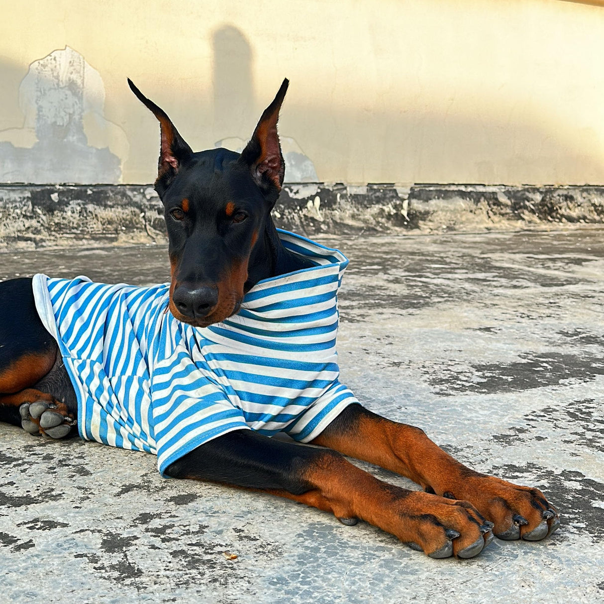 Turtleneck Dog Shirt Cute Doggie Embroidery Super Soft Dog Sweatshirt Stretchy Striped Puppy Pullover for Cats Small Medium Large Dogs (6X-Large, Blue Striped)