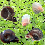 10 Live Ramshorn Snails by Dylfinds for Freshwater Aquarium/Pond Colony Start Clean-up Crew Planorbella Duryi (Variety Mix)