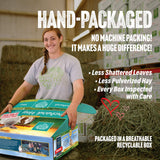 Small Pet Select Orchard Hay, Grass for Rabbit, Guinea Pig, Bunny, Chinchilla and Other Small Animals, Premium Natural Hay Grown in The US, Pet Food, 40 lb