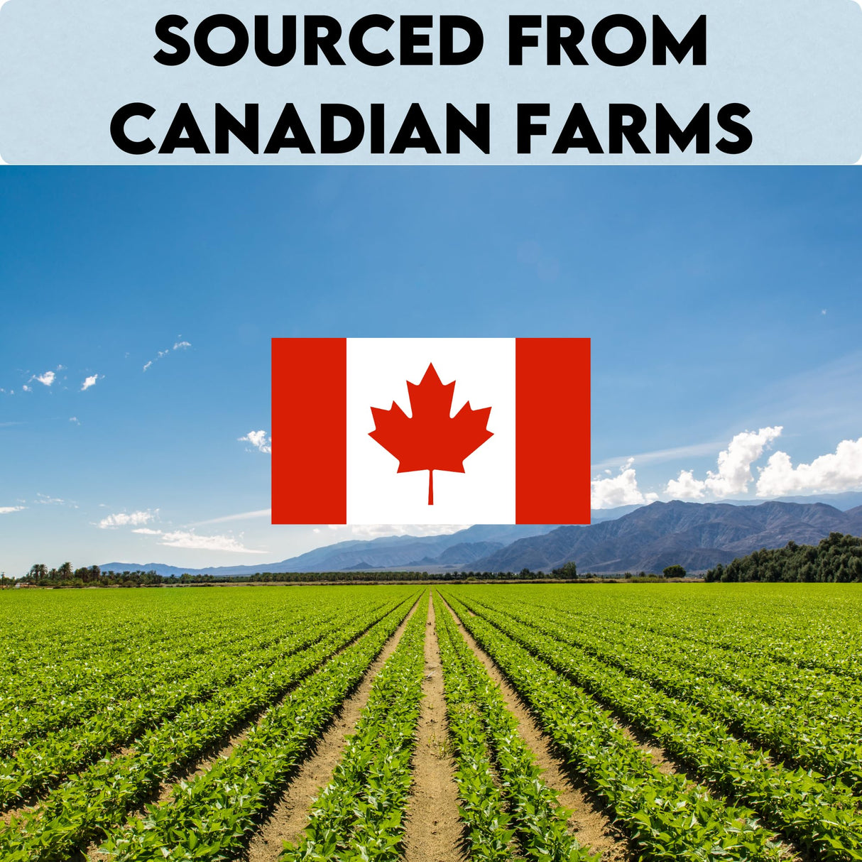 Unida Alpiste Canary Seed | 100% Pure, Natural & Non-GMO Bird Food for Canaries, Finches, Budgies & Parakeets | Double Cleaned Bird Seed, 5 lbs