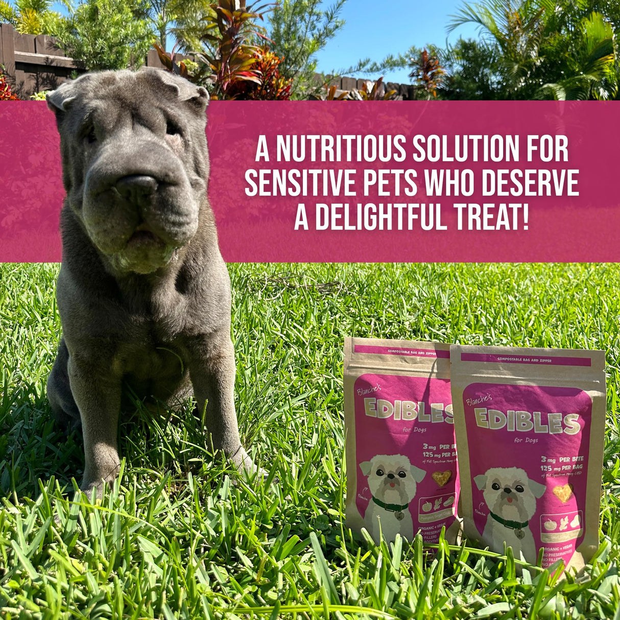 Hemp Dog Health Blanche - 42 Dog Calming Treats - Stress & Relaxation Support - Natural Vegan Hemp Calming Chews for Dogs with Coconut Oil