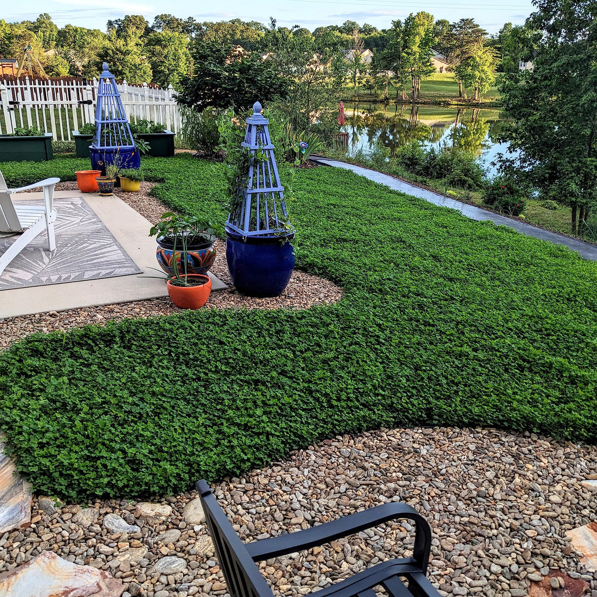 Outsidepride Perennial White Miniclover® Lawn Clover & Ground Cover Seeds - 1 LB