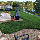 Outsidepride Perennial White Miniclover® Lawn Clover & Ground Cover Seeds - 1 LB