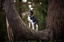 Load image into Gallery viewer, Truelove Pet Dog Collar Nylon Adjustable Webbing Padded Soft Reflective Durable Heavy Duty Training Custom Luxury Cat TLC5011
