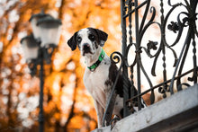 Load image into Gallery viewer, Truelove Pet Dog Collar Nylon Adjustable Webbing Padded Soft Reflective Durable Heavy Duty Training Custom Luxury Cat TLC5011
