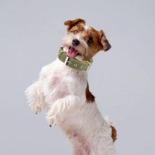 Load image into Gallery viewer, Dog Collars，Nylon，Adjustable Dog Neck Circle，Long-lasting Pet Neck Strap，with Traction Ring，Teddy Keji Pitbull，Pet Supplies
