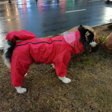 Load image into Gallery viewer, Pet dog, big dog, medium to large dog, golden haired Samoyed, Alaska, all inclusive raincoat, hooded bag, tail rain gear
